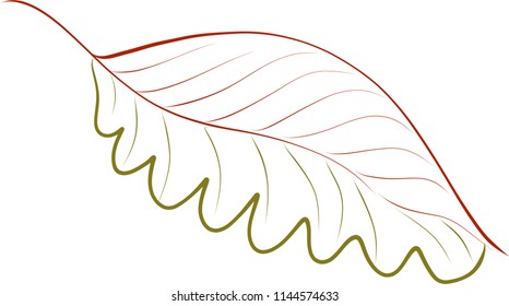 oak leaf hand drawn