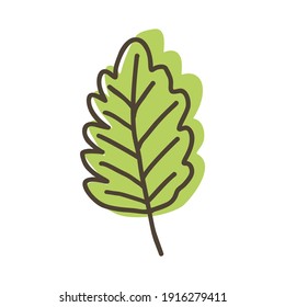 Oak leaf hand drawn doodle vector icon isolated on white background