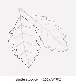 Oak leaf icon line element. Vector illustration of oak leaf icon line isolated on clean background for your web mobile app logo design.