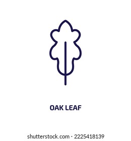 oak leaf icon from nature collection. Thin linear oak leaf, oak, leaf outline icon isolated on white background. Line vector oak leaf sign, symbol for web and mobile