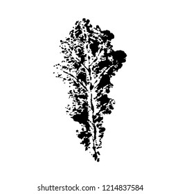 Oak leaf imprint.