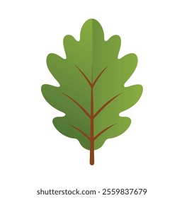 oak leaf isolated on the white background