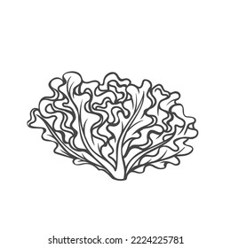 Oak leaf lettuce outline icon vector illustration. Hand drawn line sketch of fresh leafy vegetable with curly leaf, natural lettuce plant and healthy food ingredient for cooking vitamin salad