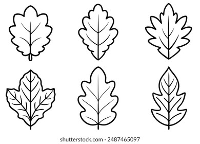 Oak Leaf line art capturing the essence of timeless beauty