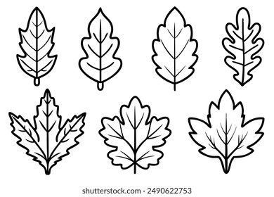 Oak Leaf Line Art Detailed Illustration