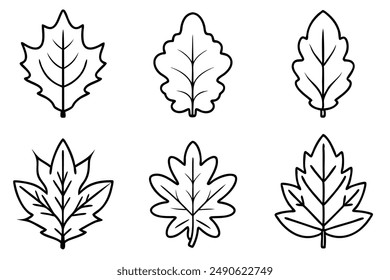 Oak Leaf Line Art Illustration Drawing