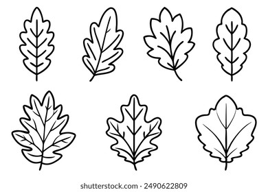 Oak Leaf Line Art Sketch Drawing