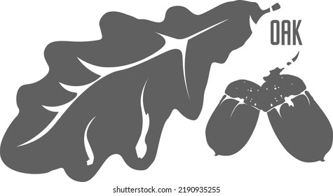 Oak leaf and nuts vector silhouette. Oak acorns grey outline silhouette. Illustration design of nature medicine concept.