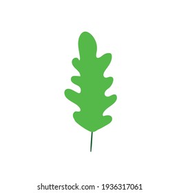 Oak leaf on white background. Green herbal element.