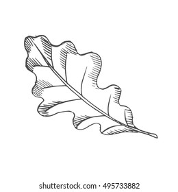 oak leaf scetch. vector