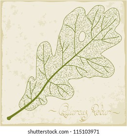 Oak leaf skeleton. Vector.