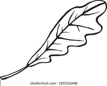 oak leaf sketch, line art, hand draw illustration, black and white