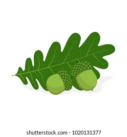 Oak leaf and two green acorns isolated on white background. Vector illustration.
