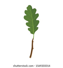 Oak leaf vector icon.Cartoon vector icon isolated on white background oak leaf.