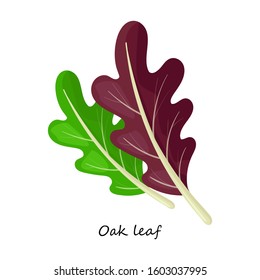 Oak leaf vector icon.Cartoon vector icon isolated on white background oak leaf .