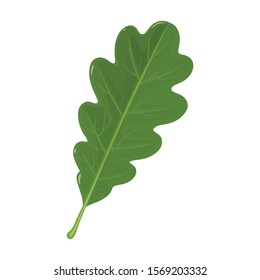 Oak leaf vector icon.Cartoon vector icoon isolated on white background oak leaf.