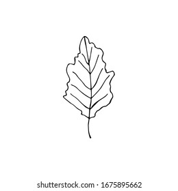 Oak leaf, vector illustration, hand drawing