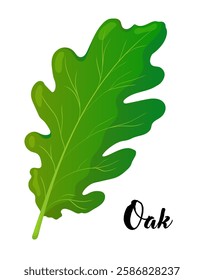 Oak leaf vector illustration. Leaves, botanical design element, European trees, botany, plant