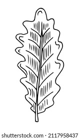 oak leaf vector sketch outline