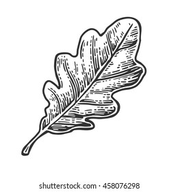 Oak leaf. Vector vintage engraved illustration. Isolated on white background