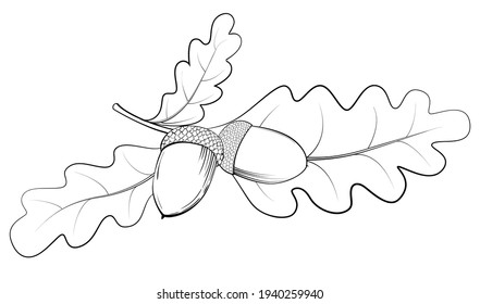 Oak leaves and acorn black line art isolated on white. Hand drawn sketch. Vector monochrome illustration.