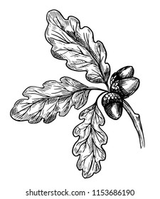 Oak leaves and acorn. Hand drawn sketch. Vector