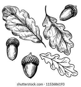 Oak leaves and acorn. Hand drawn sketch. Vector