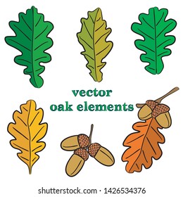 Oak leaves and acorn. Oak vector. Hand drawn leaves. Natural. Acorn and leaves