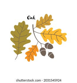Oak leaves and acorns in autumn colors