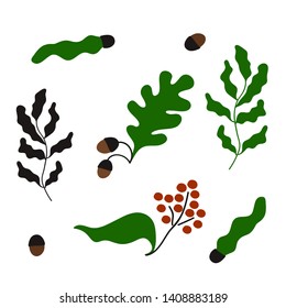 Oak leaves with acorns, branches from trees with leaves. Set of leaves, nuts and berries. Vector illustration, white background.
