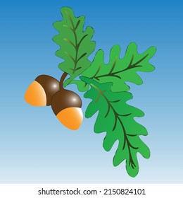 Oak leaves with acorns. color drawing