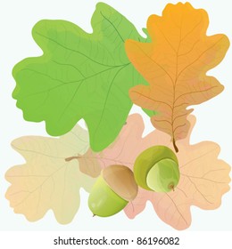 Oak leaves and acorns. EPS10