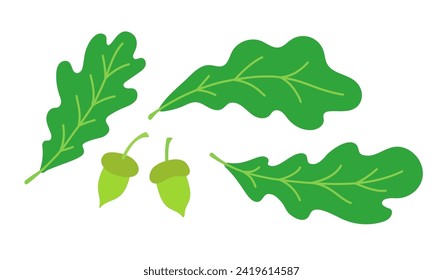 Hojas de roble y bellotas. Ilustración plana de color vectorial aislada en fondo blanco.