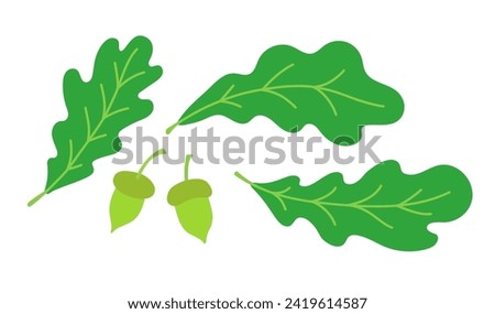 Oak leaves and acorns. Flat vector color illustration isolated on white background.