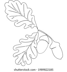 Oak leaves and acorns isolated on a white background. Drawing a single continuous line. Vector illustration