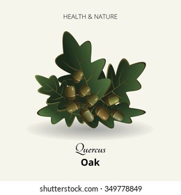 oak leaves and acorns on a white background. medicinal plant. Vector illustration