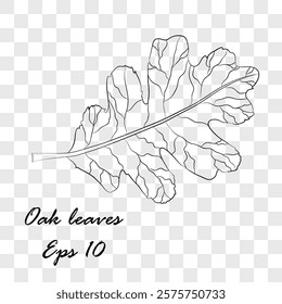 oak leaves. Autumn Leaves Design Elements For thanksgiving, harvest holiday, decoration and design. Eps 10