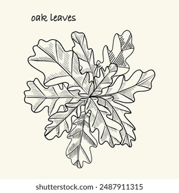 Oak leaves branch isolated. Sketch. 