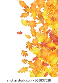 Oak leaves flying confetti vector background. Autumn leaves falling confetti - seasonal background for september, october, november graphic design. Right side vertical border with autumn foliage.