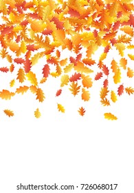 Oak leaves flying confetti vector background. Autumn leaves falling confetti - seasonal background for september, october, november graphic design. Vertical banner on white.