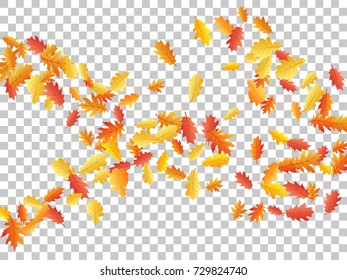 Oak leaves flying confetti vector background. Autumn leaves falling confetti - seasonal background for september, october, november graphic design. Autumn banner on transparent.