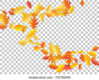 Oak leaves flying confetti vector background. Autumn leaves falling confetti - seasonal background for september, october, november graphic design. Autumn banner on transparent.