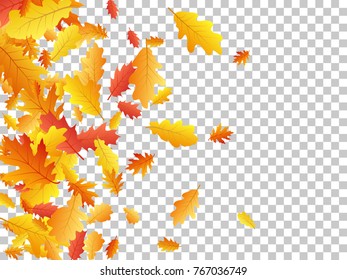 Oak leaves flying confetti vector background. Seasonal background for september, october, november design. Left side border with autumn foliage on transparent. Autumn leaves falling vector.