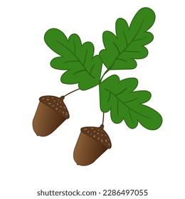 
Oak leaves and fruits of acorns , forest plant , vector image , isolated on white background