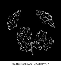 oak leaves hand drawing ink, ink. Outline leaves, sketch