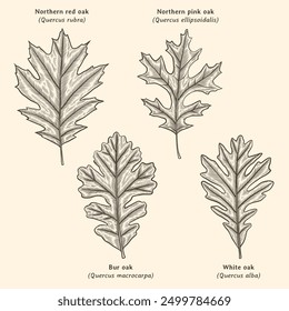 Oak leaves illustration. Oak leaf drawing. Oak leaves hand drawn in vintage engraving style. Oak leaf identification chart