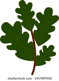 Oak leaves, illustration, vector on white background.