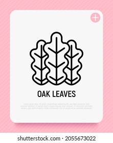 Oak leaves thin line icon. Modern vector illustration.