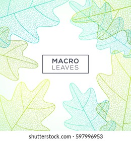 Oak leaves with thin macro structure, vein texture. Vector illustration. Natural frame, foliage decoration  with place for text