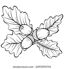 Hojas de roble con tres bellotas. Elemento de diseño de otoño. Ilustraciones vectoriales en estilo de boceto dibujado a mano aislado en blanco. Gráfico de contorno negro para imprimir, libro para colorear